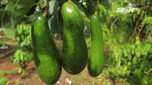 Cận cảnh giống bơ khổng lồ dài gần nửa mét ở Lâm Đồng