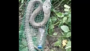 Đặt bẫy trong vườn hoang, tóm được rắn hổ mang gần 2m ngay giữa Hà Nội