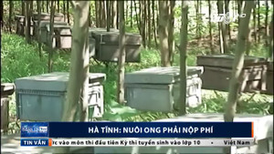 Chuyện thật như đùa ở Hà Tĩnh: Nuôi ong cũng phải nộp phí