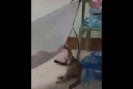 Clip chó cưng đưa võng ru em bé ngủ hút triệu lượt xem