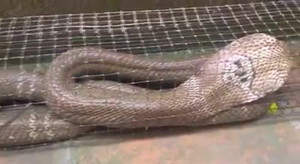 Rắn hổ mang lớn sa bẫy người dân ở ao hoang gần nhà