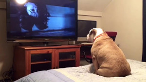 Chú chó quá 'nhập tâm' khi xem phim kinh dị khiến dân mạng phì cười