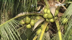 Nông dân đổi đời, kiếm tiền tỷ nhờ tận dụng 'rác' của quả dừa