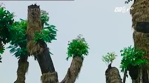 Hà Nội chọn phát triển đô thị 'xanh' hay 'xám'?