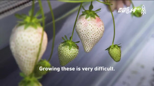 Dâu tây Bạch Tuyết tuyệt ngon, giá 'cắt cổ' 200.000 đồng/quả