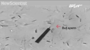 Đưa thuốc chữa ung thư đến khối u bằng... tinh trùng mặc áo giáp sắt