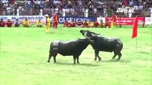 Trâu dự lễ hội phải đóng vài chục triệu đồng: Lãnh đạo quận Đồ Sơn trần tình