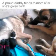 Phản ứng của chó bố sau khi chó mẹ ‘vượt cạn’ khiến dân mạng ngỡ ngàng