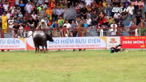 Bộ Công an vào cuộc tìm chất kích thích trong trâu 'điên' húc chết chủ