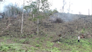 Video: Cận cảnh hàng nghìn ha rừng tự nhiên tại Bắc Giang bị tàn phá