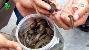 Thương lái mua đỉa giá 600.000 đồng/kg, dân Nghệ An đổ xô đi bắt