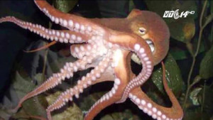 Bị bạch tuộc cắn, bé trai 6 tuổi nhập viện nguy kịch, suýt mất mạng