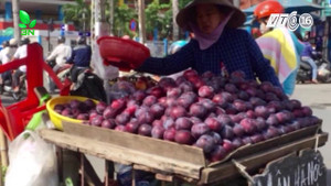 Mận Trung Quốc 'đội lốt' mận Sapa bán ngập phố Hà Nội