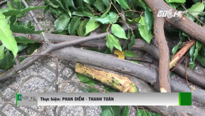 Trời không mưa gió, cây vẫn gãy cành đè 1 người trọng thương