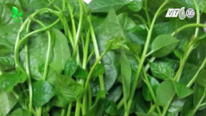 Tác hại khôn lường của rau mồng tơi khiến ai cũng giật mình