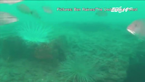 Cận cảnh rừng nguyên sinh 60.000 tuổi vừa được phát hiện dưới đáy biển