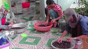 Dân Nghệ An đổ xô lên rừng hái sim, kiếm hàng chục triệu đồng mỗi ngày