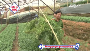 Đà Lạt: Phát hiện dân trồng cần sa trong nhà kính cho... gà ăn