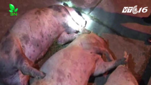 Phát hiện gần 7 tấn lợn chết đang phân hủy cập cảng Quảng Ninh