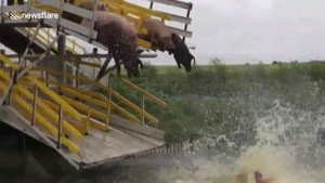 Nông dân Trung Quốc bắt lợn nhảy cầu, tập bơi để... giữ dáng