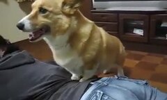 Cười vỡ bụng clip chó Corgi cật lực mát-xa cho chủ