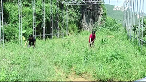 Lương y bỏ phố lên rừng trồng dược liệu, khám chữa miễn phí cho người nghèo