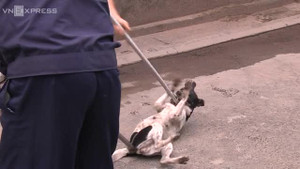 Video: Theo chân đội bắt chó thả rông duy nhất ở Sài Gòn
