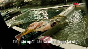 Theo chân những người bán cá: Tiếp tục phát hiện sự thật kinh hoàng