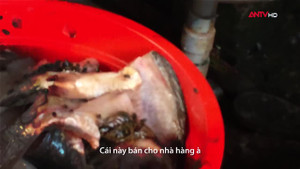 Sốc: Cá chết trắng bụng, ôi thối chất đống được chế biến thành nhiều món ăn