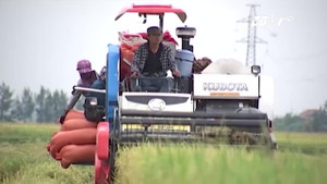 Video: Dân Nghệ An gấp rút gặt lúa chạy bão số 10