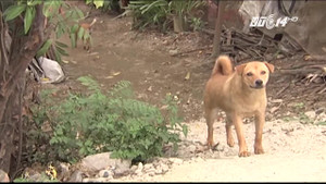 Vì sao những con chó nhà hiền lành bỗng hóa điên vì dại