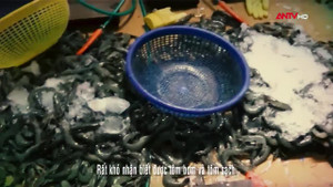 Bắt quả tang lén lút bơm tạp chất vào tôm, đầu độc người tiêu dùng