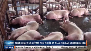 Đột kích lò mổ tiêm thuốc an thần cho gần 5.000 con lợn