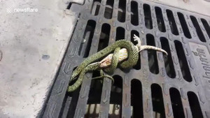 Tắc kè sắp bị ăn thịt vẫn tung chiêu, thoát nanh rắn ngoạn mục