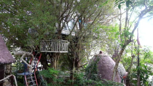 Video: Mục sở thị ngôi nhà trên cây đầy đủ tiện nghi giữa lòng Hà Nội