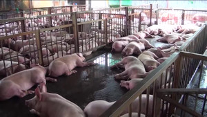 Phát hiện cơ sở tiêm thuốc an thần cho heo ở TP.HCM