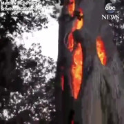 Kỳ quái thân cây bốc cháy ngùn ngụt từ bên trong