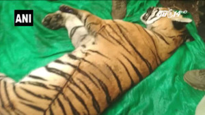 Bị tuyên tử hình vì cắn chết người, hổ 'tự sát' trước ngày thi hành án