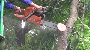 Video: Hà Nội chặt hạ gần 1.300 cây xanh trên đường Phạm Văn Đồng