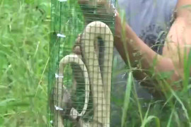 Video: Đặt bẫy rắn hổ mang ở Hà Nội và cái kết không ngờ