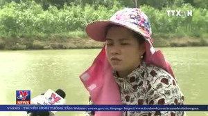 Quảng Ngãi: Cá chết hàng loạt bí ẩn, dân hoang mang