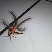 Loài bướm khổng lồ, lông lá tua tủa kỳ dị khiến người nhìn khiếp đảm