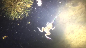 Video: Dùng nhái câu cá lóc đêm cực nhanh trong rừng U Minh