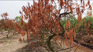 Dân Thái Bình khóc ròng nhìn nghìn gốc đào chết khô, nguy cơ mất trắng vụ Tết