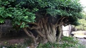 Video: Chiêm ngưỡng 'siêu cây' duối 300 năm tuổi được gạ đổi lấy xe Camry tiền tỷ