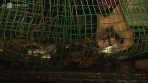 Video: Đi đặt dớn cá lúc 3h sáng, người An Giang kiếm tiền triệu mỗi ngày