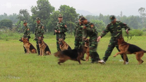 Video: Xem chó nghiệp vụ của đồn biên phòng huấn luyện vồ bắt tội phạm