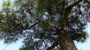 Video: Mục sở thị cây Vạn tùng Côn Sơn Kiếp Bạc 200 năm tuổi, giá bạc tỷ