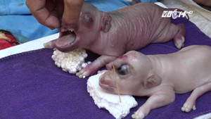 Dân kéo nhau đi xem lợn mẹ đẻ ra 'voi con' ở Đồng Tháp