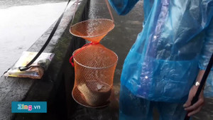 Video: Xem người dân giăng lưới, câu cá quanh kinh thành Huế sau mưa lớn